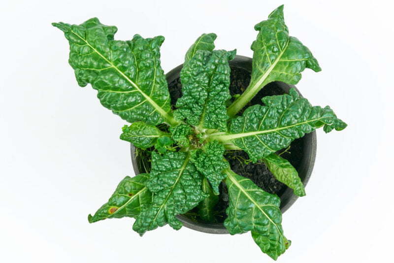 Alraune Mandragora Officinarum Autumnalis Kolletion 2020