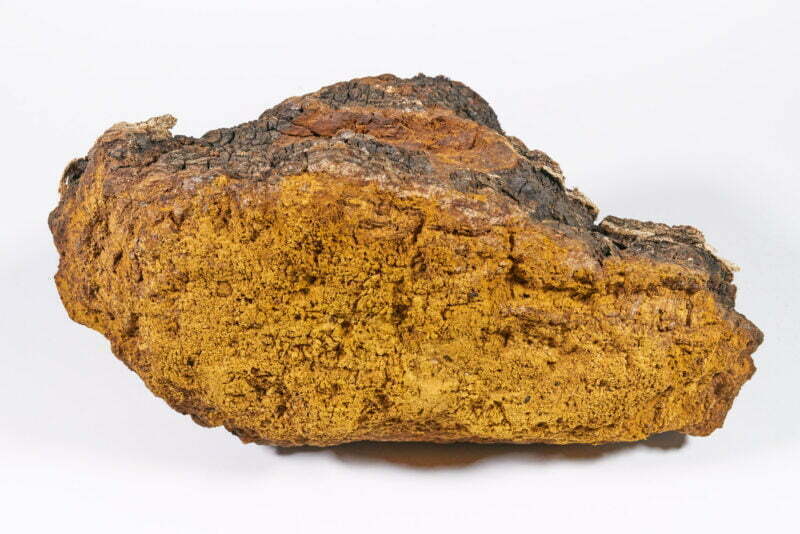 Chaga Inonotus Obliquus Kolletion 2020