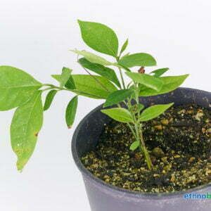 Banisteriopsis caapi 01