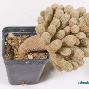 Ephithelantha polycephala 01