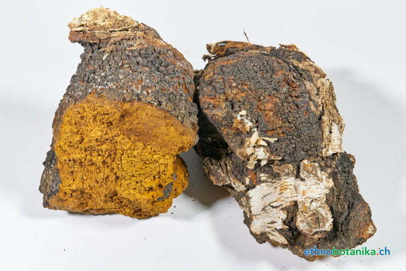 Inonotus obliquus 01