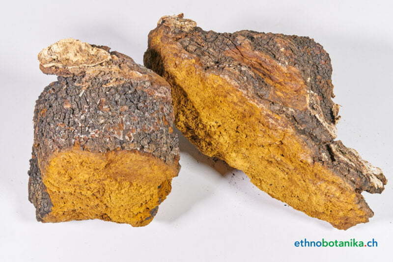 Inonotus obliquus 02