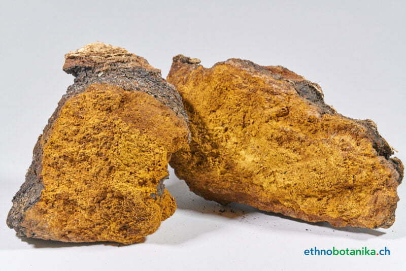 Inonotus obliquus 03