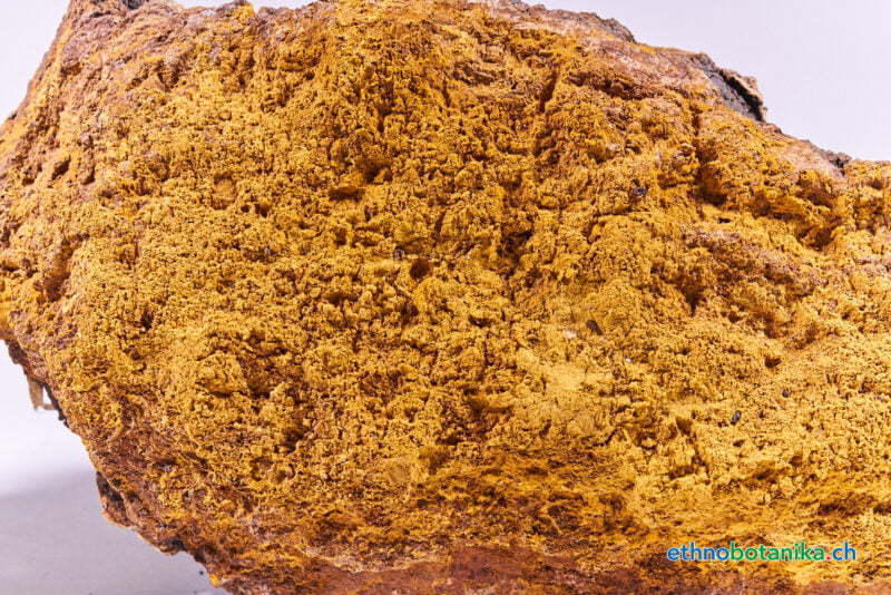 Inonotus obliquus 04