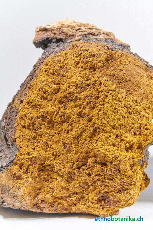 Inonotus obliquus 05