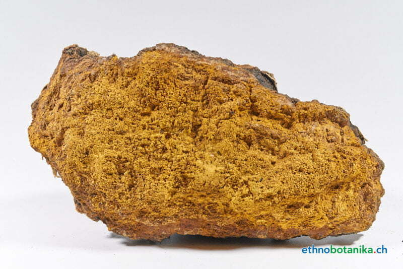 Inonotus obliquus 06