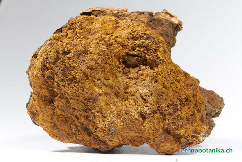 Inonotus obliquus 08