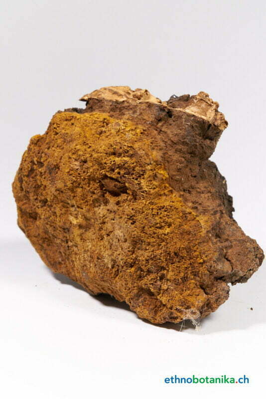 Inonotus obliquus 09