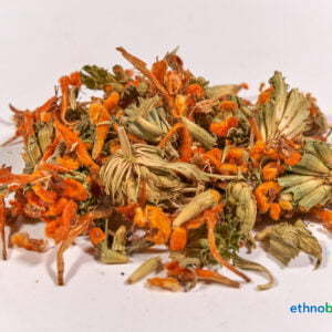 Leonotis Leonurus 01