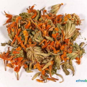 Leonotis Leonurus 02