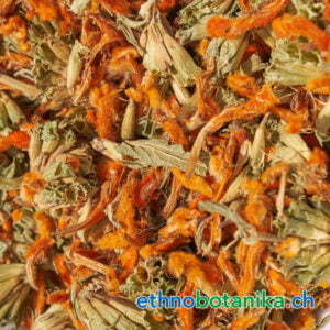 Leonotis leonurus rohstoff 01