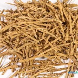 Silene capenensis 01