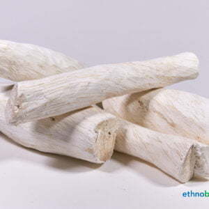 Synaptolepis Kirki 02