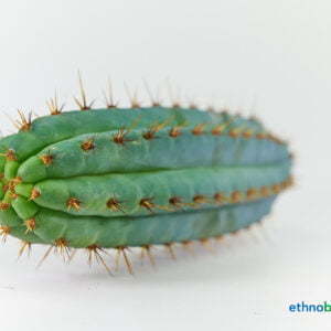 Trichocereus macrogonu peruvianus Blue Torch 01