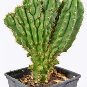 Trichocereus sharkxx x macrogunus 01