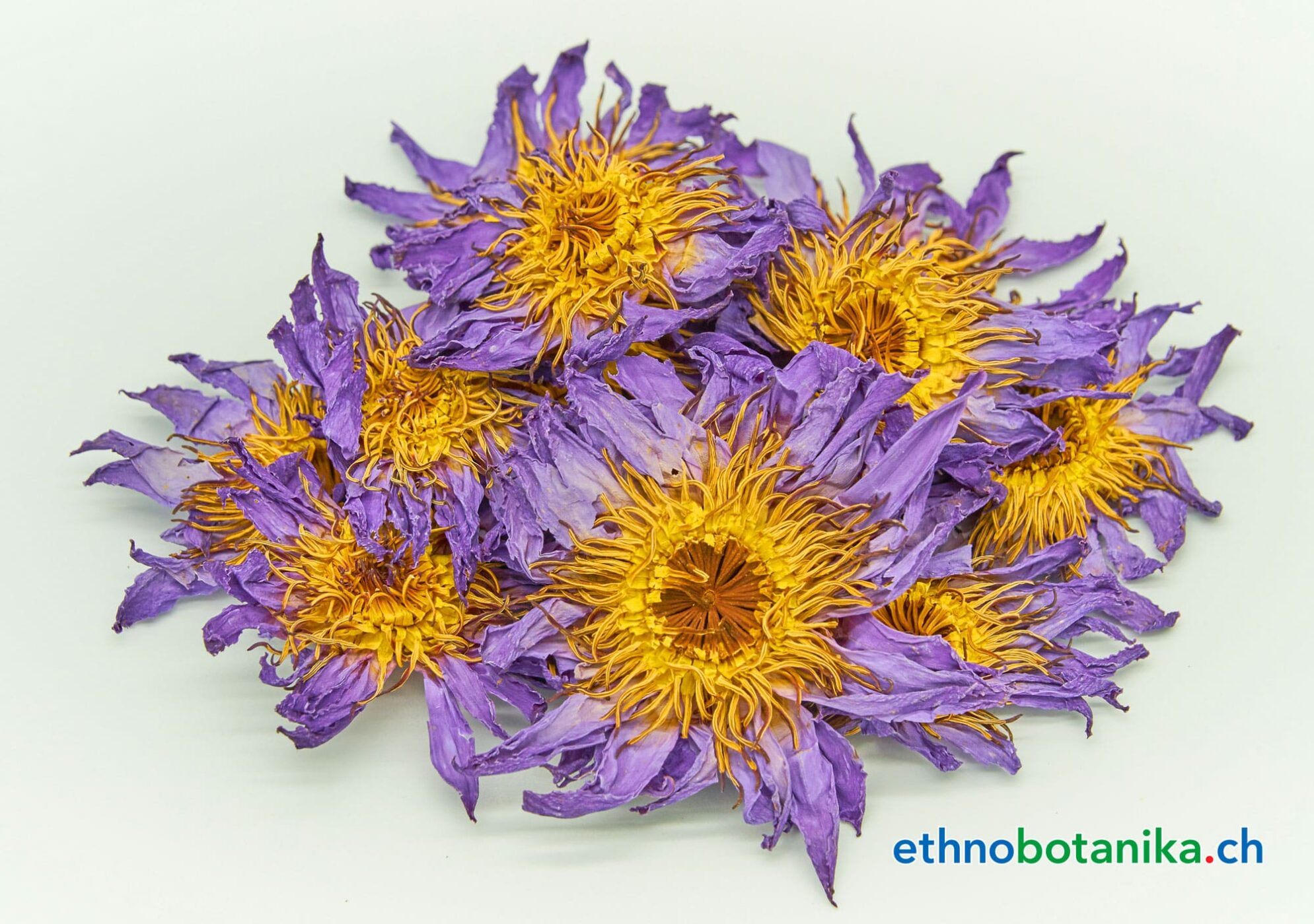 Blauer Lotus Nymphaea caerulea 05 min